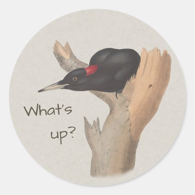 Sticker Rond Quoi de neuf ? Curieux pic noir John Gould (Devant)