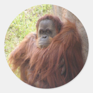 Sticker Rond Qu'y a-t-il de sourire environ ?