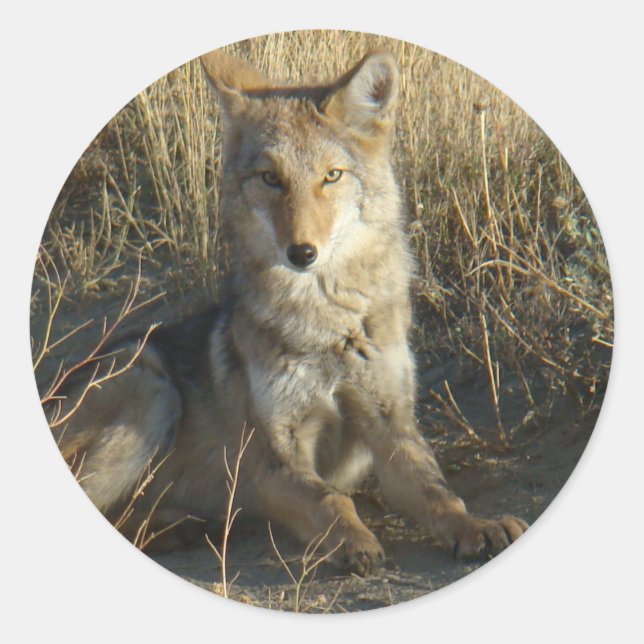 Sticker Rond R15 Coyote Couché (Devant)
