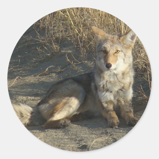 Sticker Rond R19 Coyote Couché (Devant)