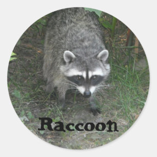 Sticker Rond Raccoon