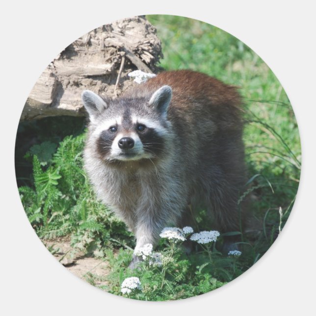 Sticker Rond Raccoon (Devant)