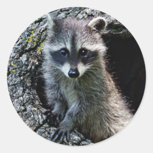 Sticker Rond Raccoon dans le Den