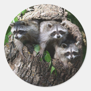 Sticker Rond Raccoon - Les Trois Amigos