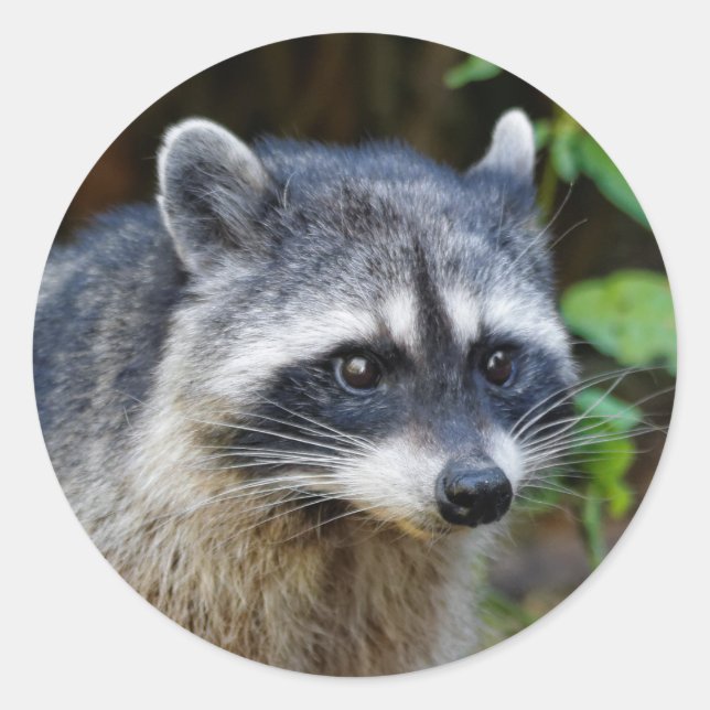 Sticker Rond Raccoon nord-américain mignon (Devant)