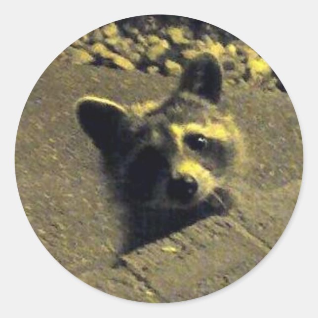 Sticker Rond Raccoon ~ Visage d'un ange (Devant)