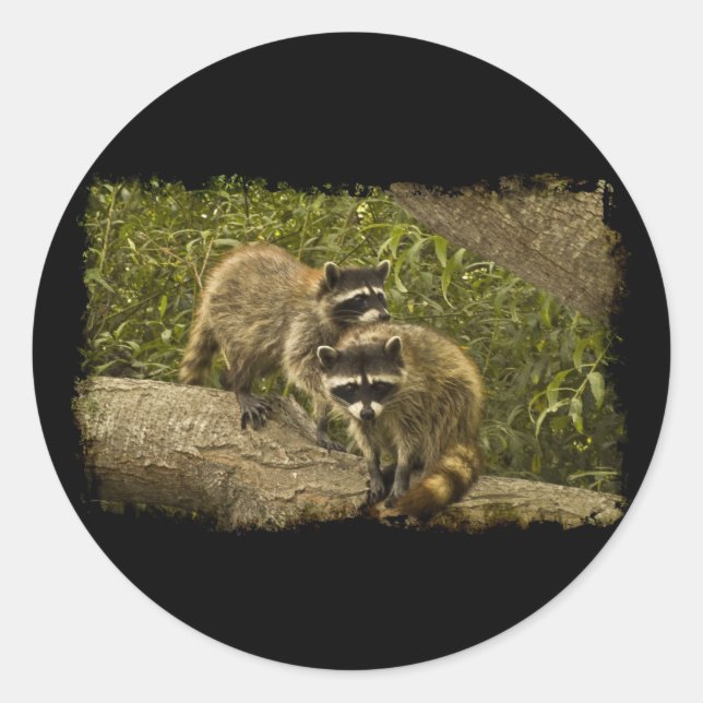 Sticker Rond Raccoons (Devant)