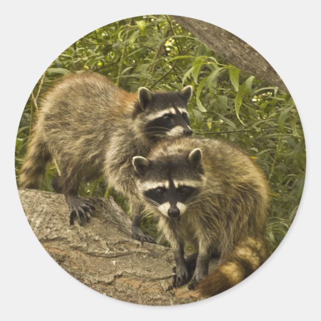 Sticker Rond Raccoons (Devant)