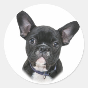 Sticker Rond Race de chien de bouledogue français