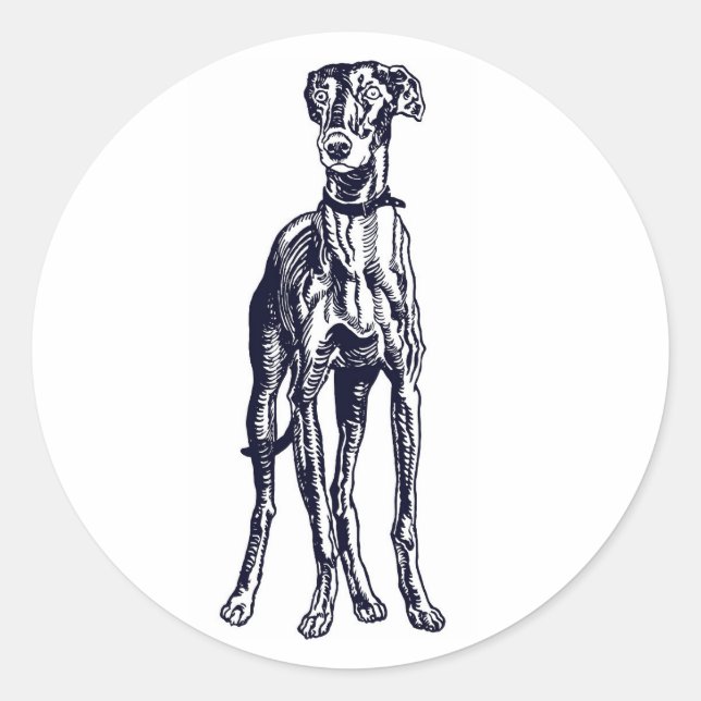 Sticker Rond race Greyhound anglaise (Devant)