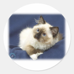 Sticker Rond Ragdoll Cat 9W082D-011