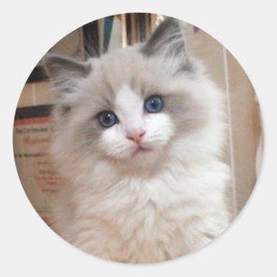 Sticker Rond Ragdoll Kitten Cutie