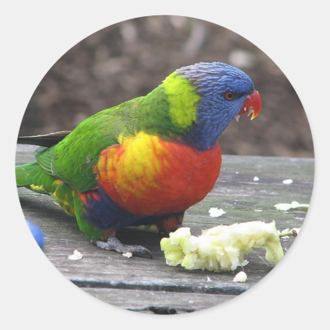 Sticker Rond Rainbow Lorikeet (Devant)