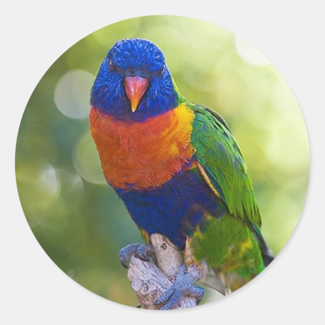 Sticker Rond Rainbow Lorikeet (Devant)