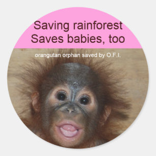 Sticker Rond Rainforest Baby Orangutan
