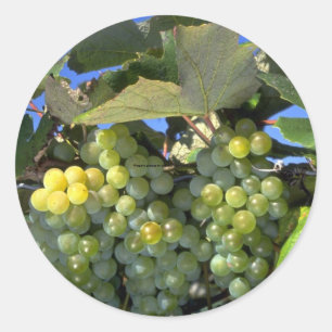 Sticker Rond raisins du Niagara dans l'état de New York, États-