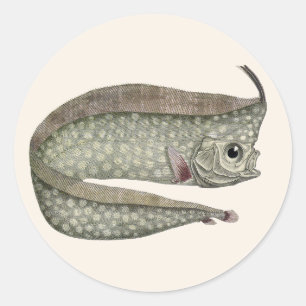 Sticker Rond Rangiroa à crête, Vie marine aquatique vintage