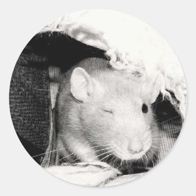 Sticker Rond Rat en train de couler ! (Devant)