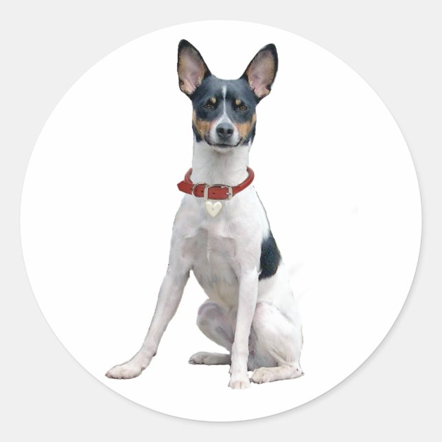 Sticker Rond Rat Terrier (A) (Devant)