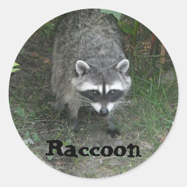Sticker Rond Raton laveur (Devant)