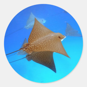 Sticker Rond Rayons d'aigle tacheté sous les Galapagos