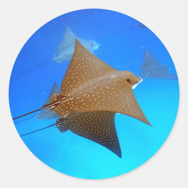 Sticker Rond Rayons d'aigle tacheté sous les Galapagos (Devant)