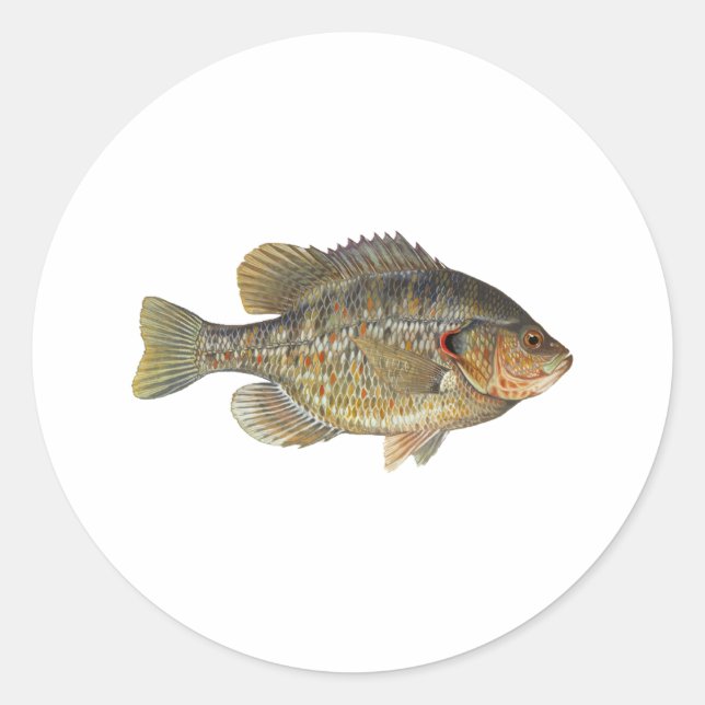 Sticker Rond Recher Sunfish - Shellcracker (Devant)