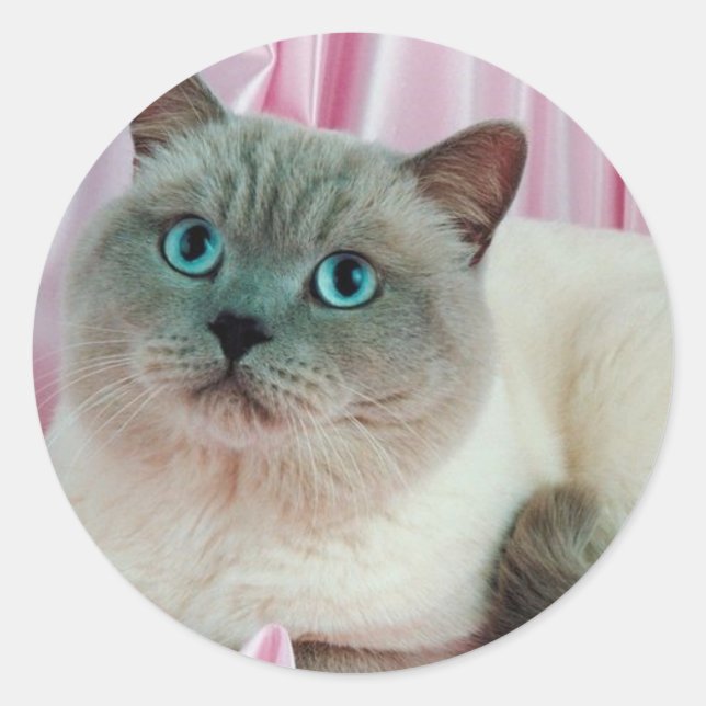 Sticker Rond Recherche de chat (Devant)