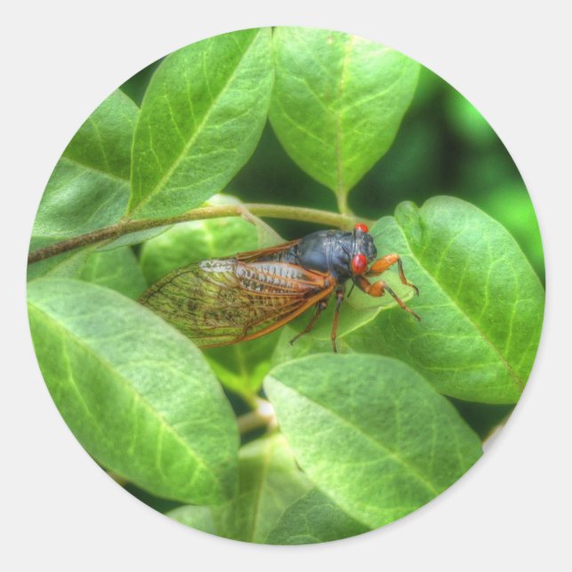 Sticker Rond Red Eyed Cicada (Devant)