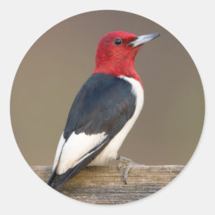 Sticker Rond Red-headed Woodpecker on fence