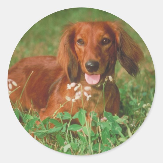 Sticker Rond Red Long Haired Dachshund (Devant)