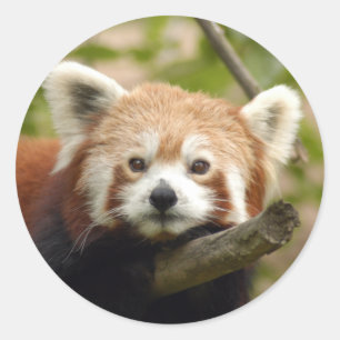 Sticker Rond red-panda-005