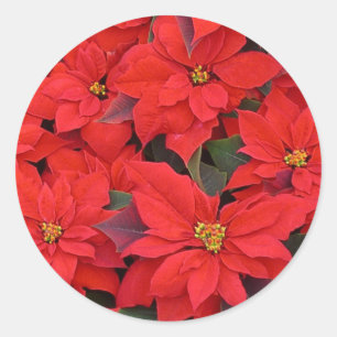 Sticker Rond Red Poinsettias I Christmas Holiday Floral Photo