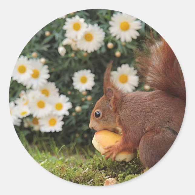 Sticker Rond Red Squirrel and Daisies Cute Photo (Devant)