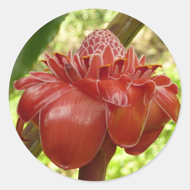 Sticker Rond Red Torch Ginger Tropical Flower Photographie (Devant)