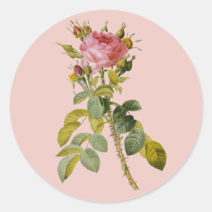 Sticker Rond Redoute Anglais Rose Single Stem