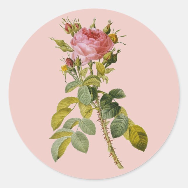 Sticker Rond Redoute Anglais Rose Single Stem (Devant)
