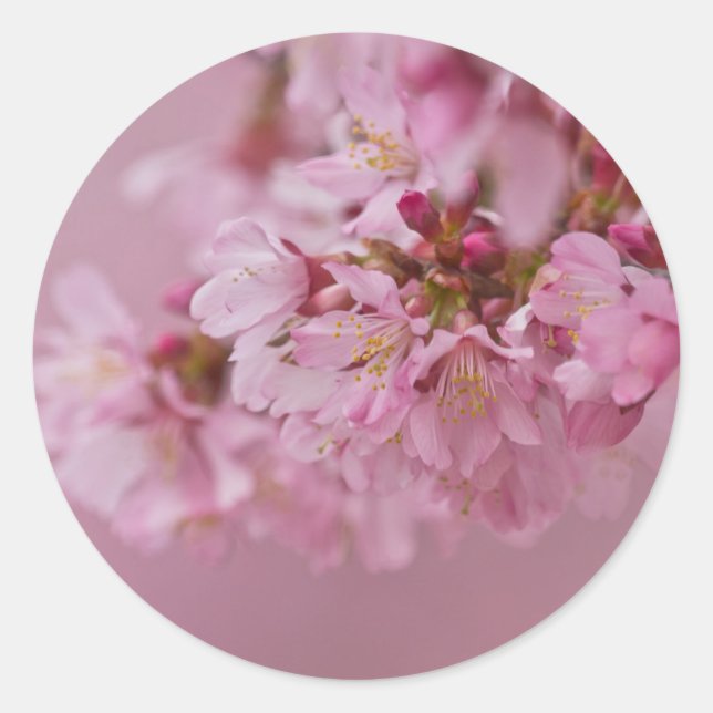 Sticker Rond Reflets Rose Pâle des Fleurs de Cerisier Sakura (Devant)