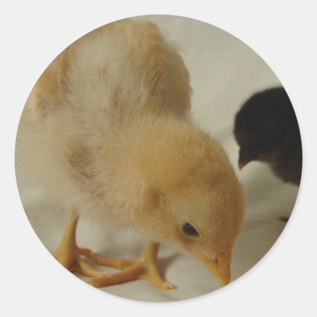 Sticker Rond Refroidissement (Devant)