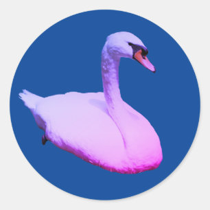 Sticker Rond Regal Swan Animaux de la faune