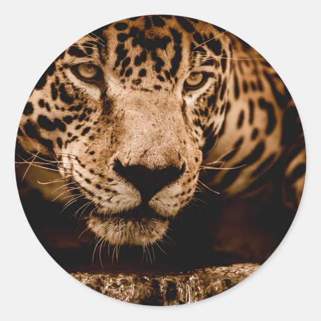 Sticker Rond regard jaguar (Devant)