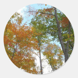 Sticker Rond Regard sur les feuilles d'automne I Colorful Fall
