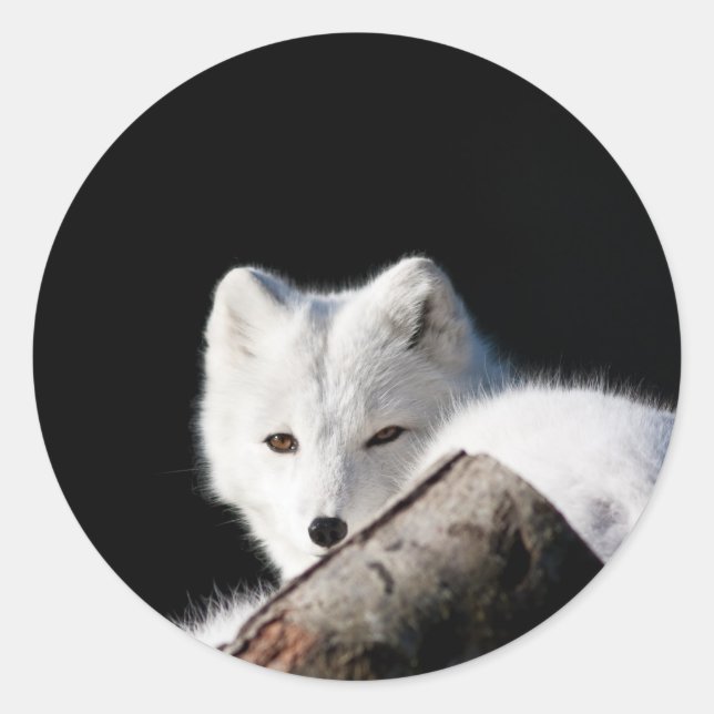 Sticker Rond Renard arctique (Devant)