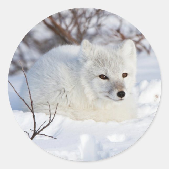 Sticker Rond Renard arctique en hiver (Devant)