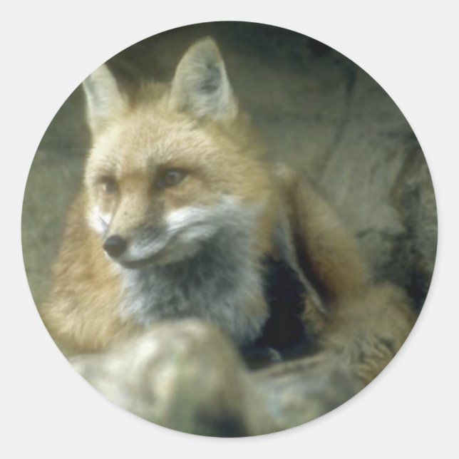 Sticker Rond Renard rouge (Devant)