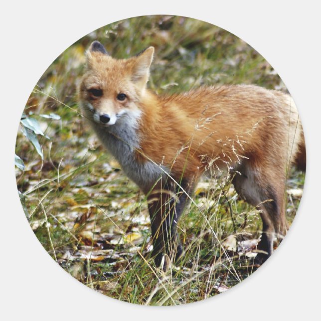 Sticker Rond Renard rouge (Devant)
