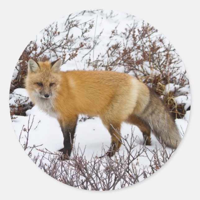 Sticker Rond Renard rouge dans la neige en hiver (Devant)