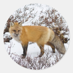 Sticker Rond Renard rouge dans la neige en hiver