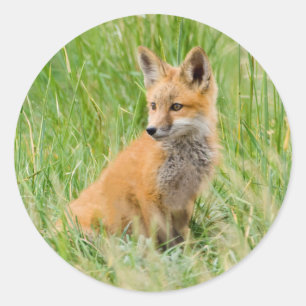 Sticker Rond Renardeau roux dans l'herbe près de la tanière