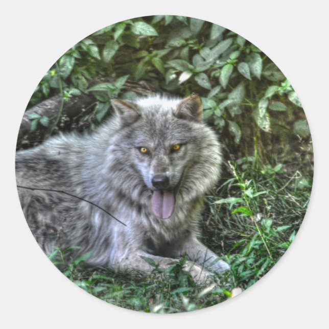 Sticker Rond Repos Loup gris 3 Cadeau faunique (Devant)
